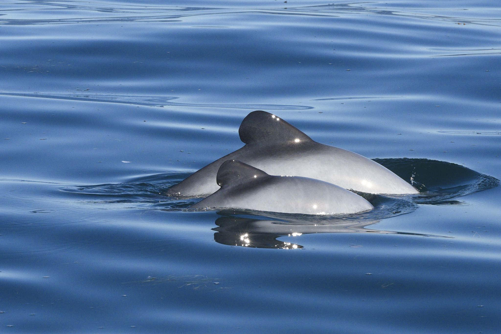 Conservation: How You Can Help Our Hector's Dolphins - New Zealand Surf ...